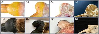 Morphological, anatomical and histological studies on knob and beak characters of six goose breeds from China